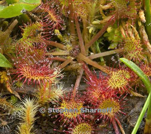 drosera graphic